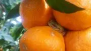 バーバーの画像