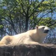 とんちんの画像
