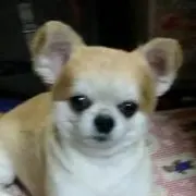 ベルの画像