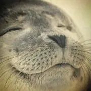 Joanの画像