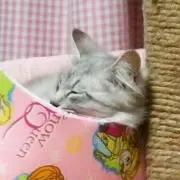 ミコトの画像