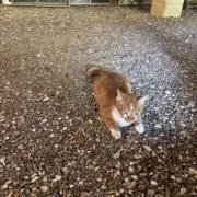 りっぴーの画像