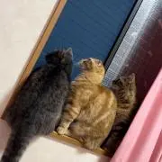 Rの画像