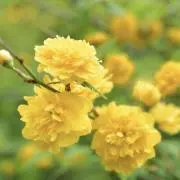 prayerの画像