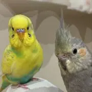 ラピとスイの画像