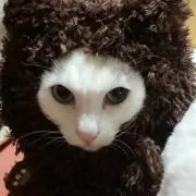 しおん