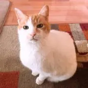 raramimiの画像