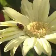 Senaの画像