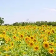 aiの画像