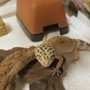 ももちゃん