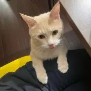 アサミヤの画像