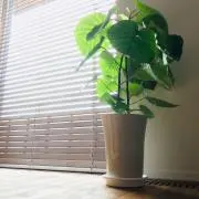 ちょん。の画像