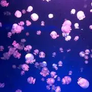 na☆即購入OKの画像