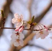 オハナ