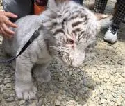 まおは