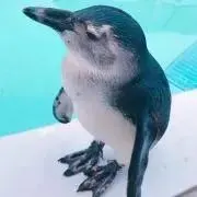 YOUの画像