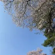 Nanami