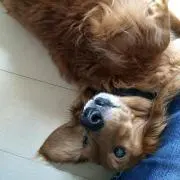 sora