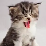 サラキチ