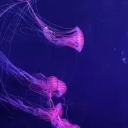 ミルの画像