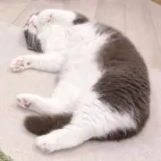 焼菓子