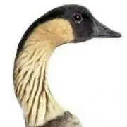 nene