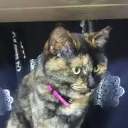 yossyの画像