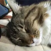 ミウルス