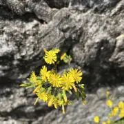 舞の画像