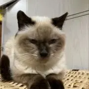 ami