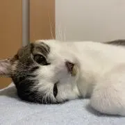 さりなの画像