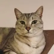 にゃん玉の画像