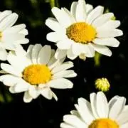 禁断の惑星の画像