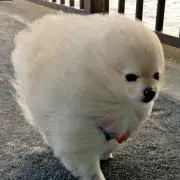 ポメラニアン