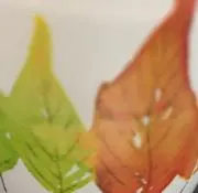 へむへむまるむしの画像