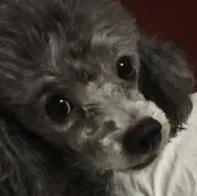 パッチくん
