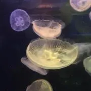 クラゲの画像