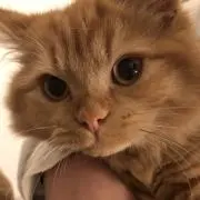 papipapiの画像