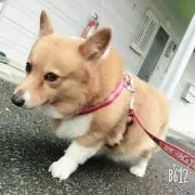 ダンプ屋稼業
