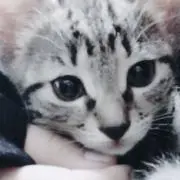 アンノウン