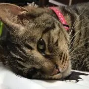 amuyuki