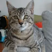 ソマリ