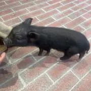 パンダ子（プロフ必読）