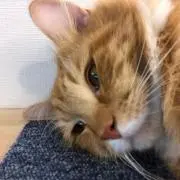 Dの画像