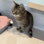 るぴぴの画像