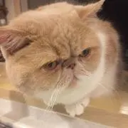 Saya Zhangの画像