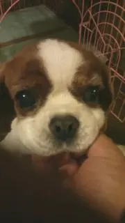 BOB