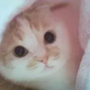 チョコとネコ