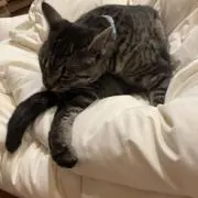 すみちゃんの画像