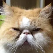 トムセン